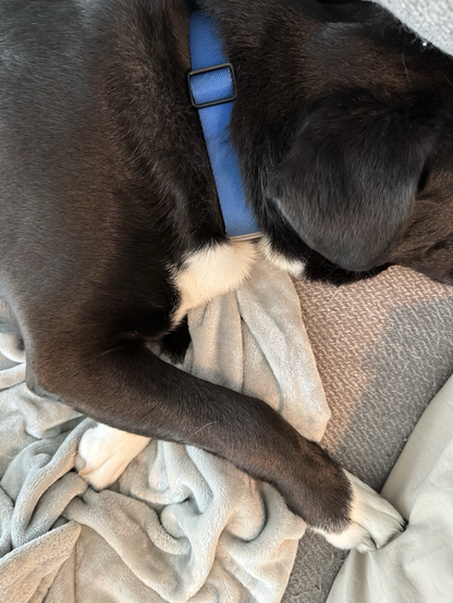 Waffles, a German Shepard mix, is asleep on the couch. He stretched his right paw out to make contact with my leg. 