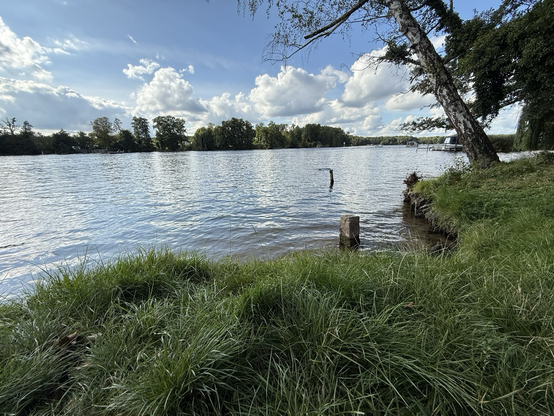 A low photo of grass on the bank of the Havel river in Berlin, Germany. 